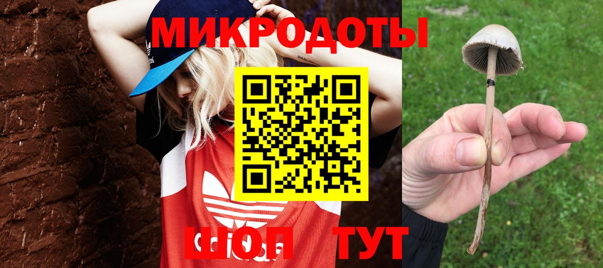 Карачаевск  Псилоцибиновые грибы Psilocybe  Вход с VPN 