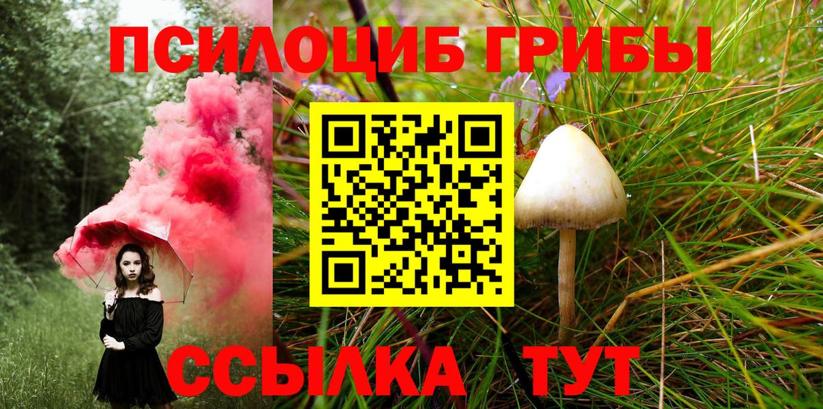 Галлюциногенные грибы Psilocybine cubensis Карачаевск